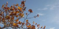 Read more: Slideshow in home page Civitella