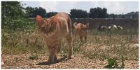 Leggi tutto: Slideshow in home page Ostuni