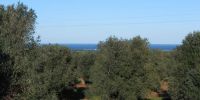 Leggi tutto: Slideshow in home page Ostuni