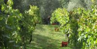 Read more: Slideshow in home page Civitella