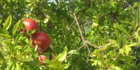 Read more: Slideshow in home page Civitella