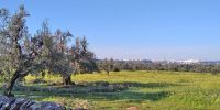 Leggi tutto: Slideshow in home page Ostuni