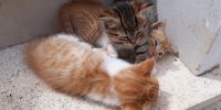 Leggi tutto: Slideshow in home page Ostuni