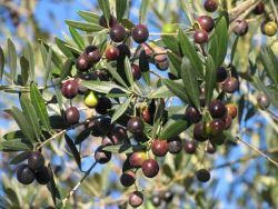 olive su un ramo