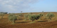 Read more: Slideshow in home page Civitella