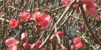 Read more: Slideshow in home page Civitella