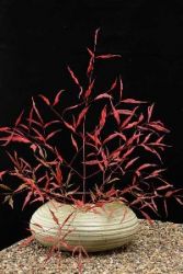Lire la suite : Grand ikebana à pétale fermé
