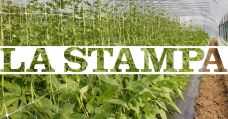 la stampa agribose