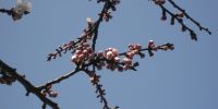 Read more: Slideshow in home page Civitella