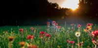 Leggi tutto: Chi è il vero cieco?