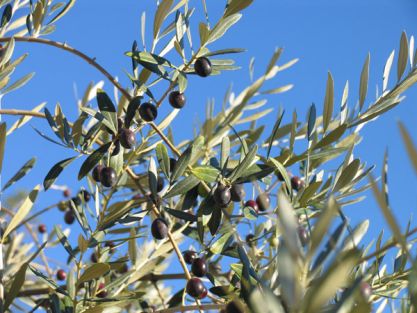 olive a San Masseo - Assisi