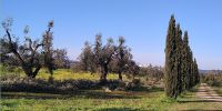 Leggi tutto: Slideshow in home page Ostuni