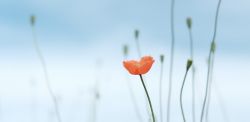 Photo by raquel raclette on Unsplash