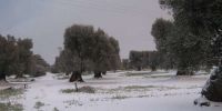 Leggi tutto: Slideshow in home page Ostuni