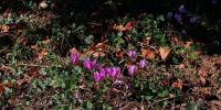 Read more: Slideshow in home page Civitella