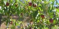 Read more: Slideshow in home page Civitella
