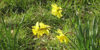 Read more: Slideshow in home page Civitella