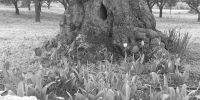 Leggi tutto: Slideshow in home page Ostuni