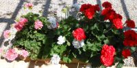 Leggi tutto: Slideshow in home page Ostuni