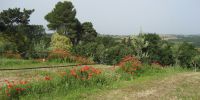 Read more: Slideshow in home page Civitella