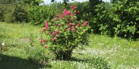 Read more: Slideshow in home page Civitella