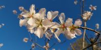Read more: Slideshow in home page Civitella