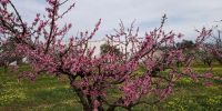 Leggi tutto: Slideshow in home page Ostuni