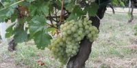 Read more: Slideshow in home page Civitella