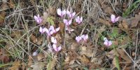 Read more: Slideshow in home page Civitella