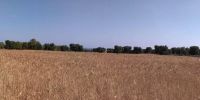 Leggi tutto: Slideshow in home page Ostuni