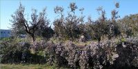 Leggi tutto: Slideshow in home page Ostuni