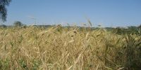 Read more: Slideshow in home page Civitella