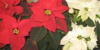Read more: Slideshow in home page Civitella