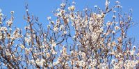 Leggi tutto: Slideshow in home page Ostuni