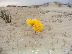 Fiori nel deserto del Cile