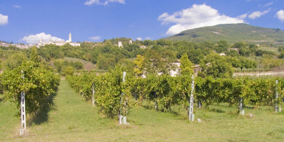 1_Vigneto_con_uva_matura_e_Assisi_sullo_sfondo_2