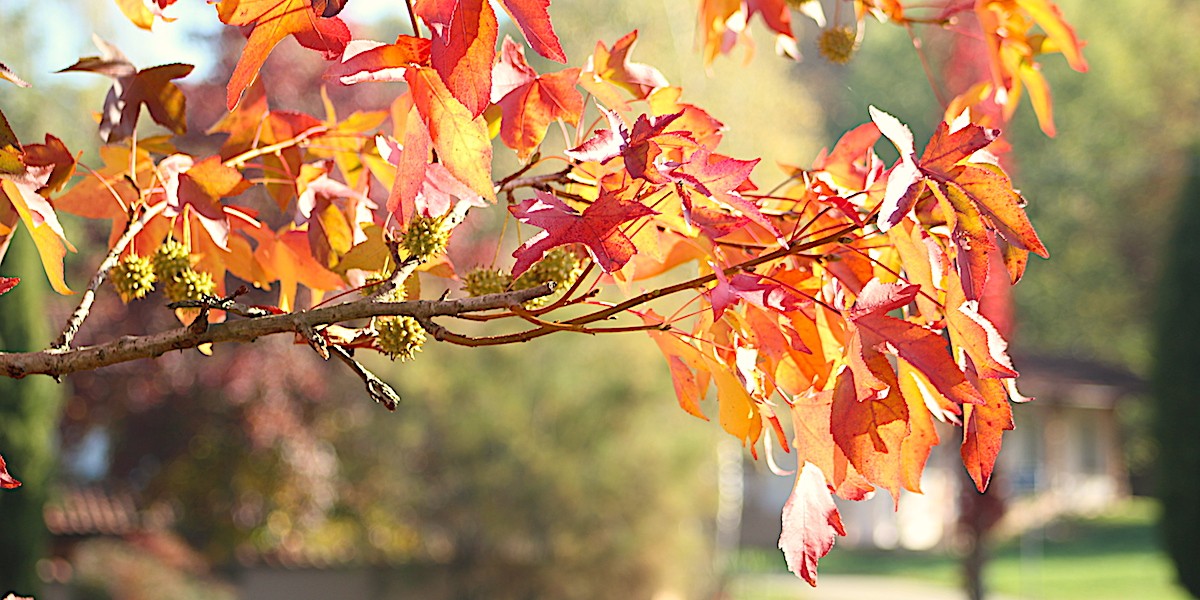 001_001_19_10_autunno_IMG_3284