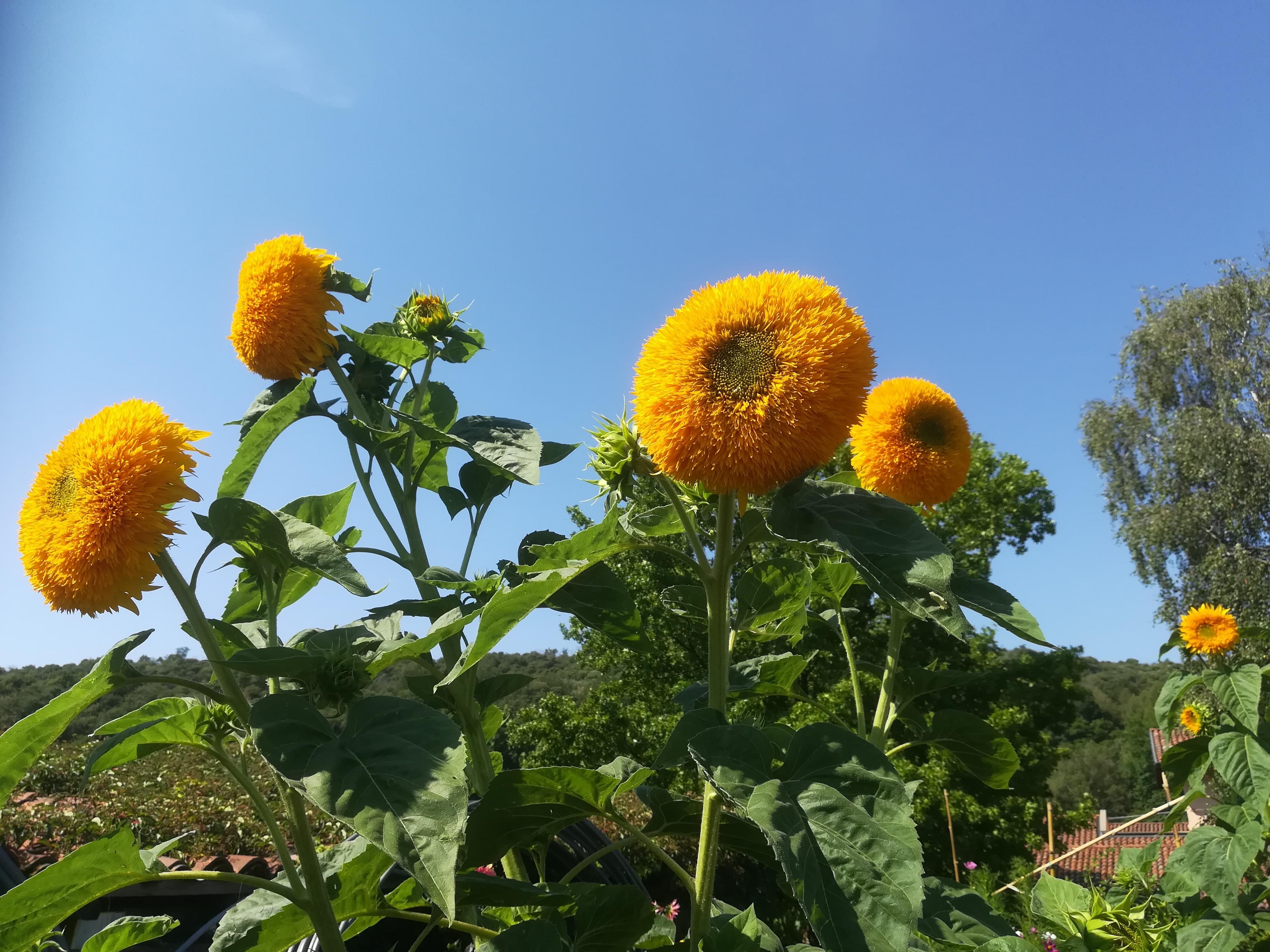 001_001_22_07_girasoli_1