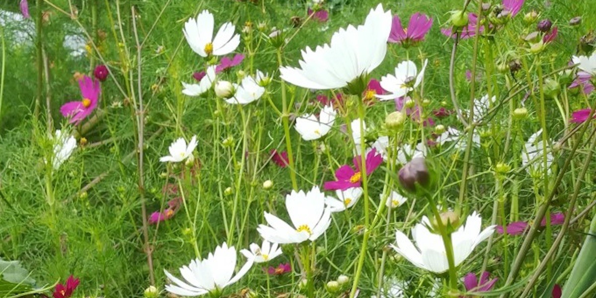 001_21_08_fiori