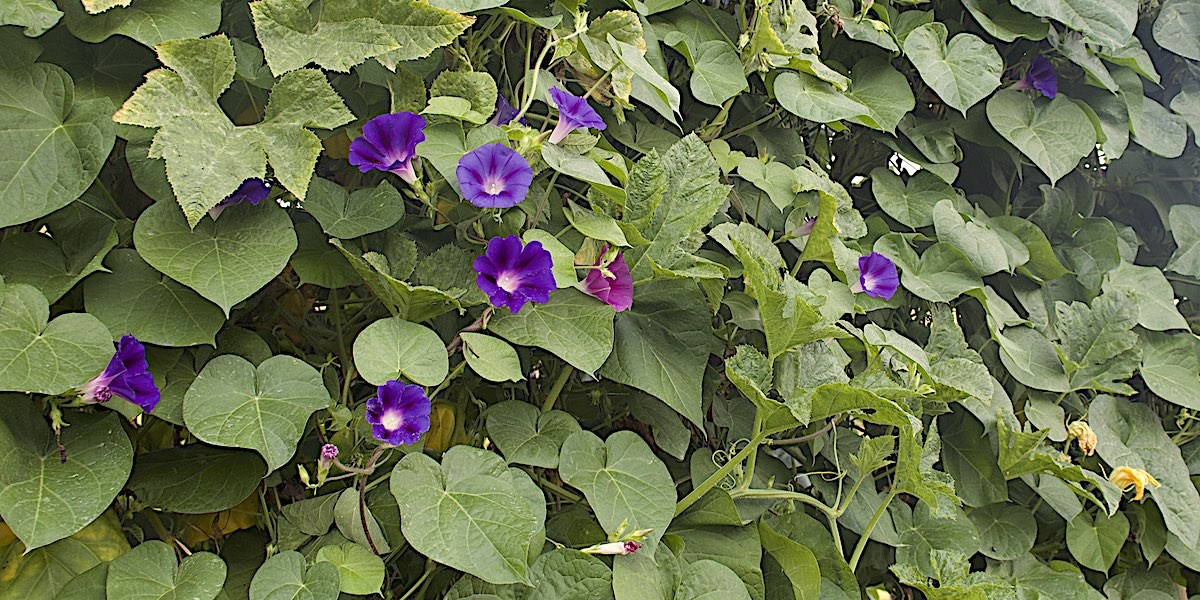 002_21_07_zucche_fiori