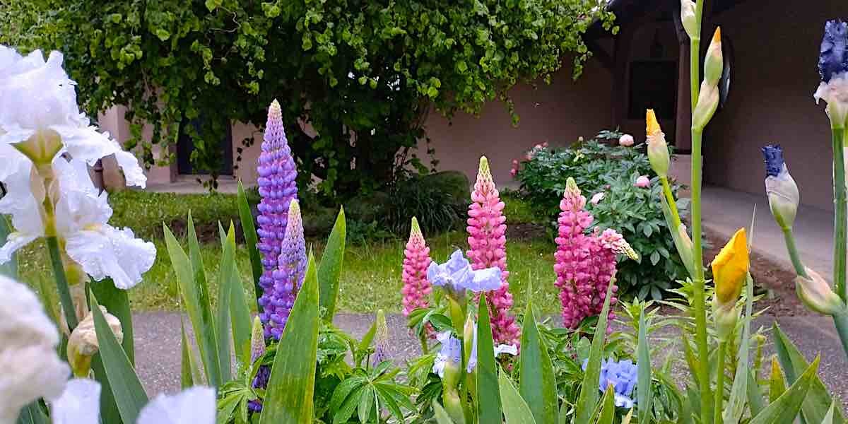 00_24_05_28_fiori