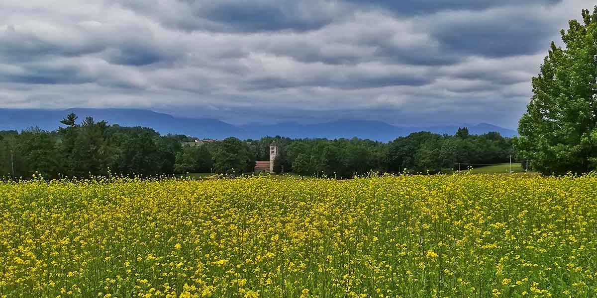 22_05_30_fiori_gialli