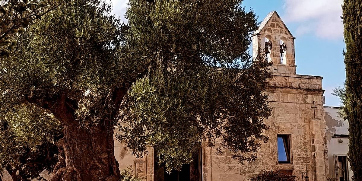 01_olive_ostuni