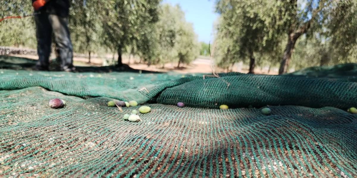 02_olive_ostuni