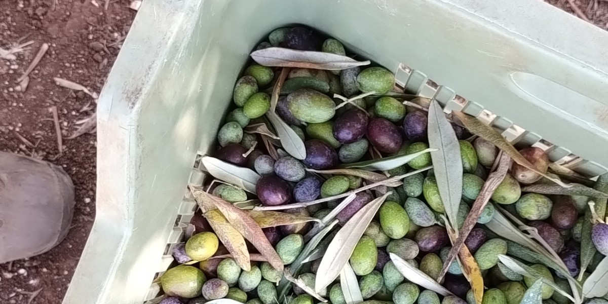 03_olive_ostuni