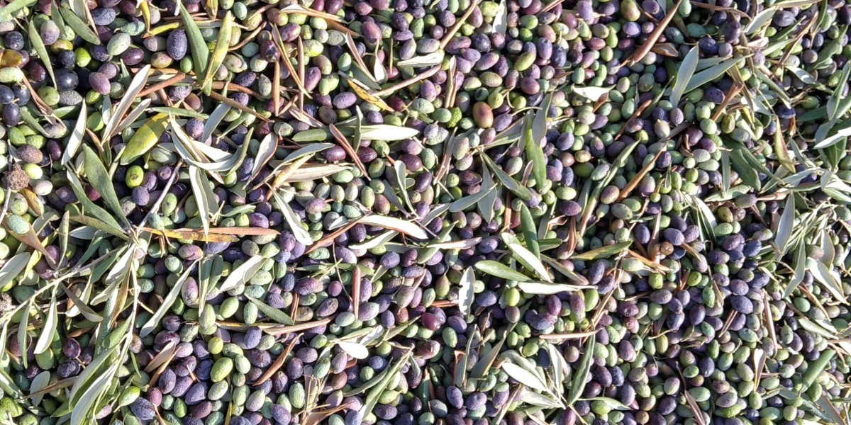 04_olive_ostuni
