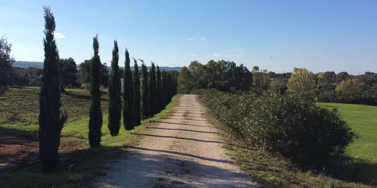 Cipressi_1