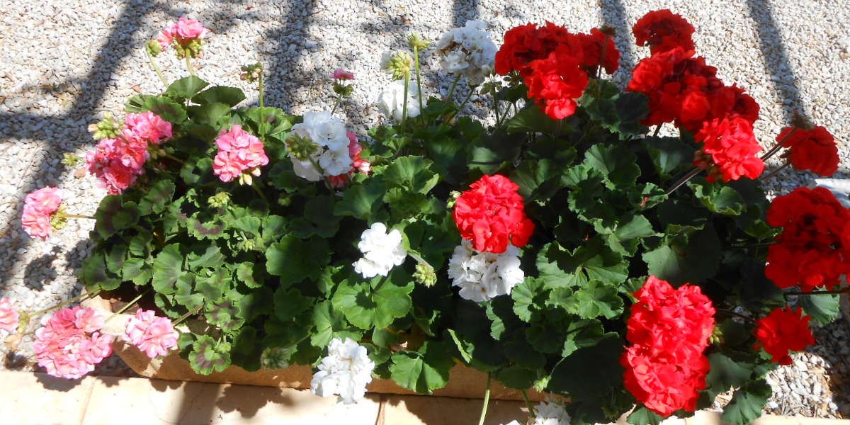 Fiori_1