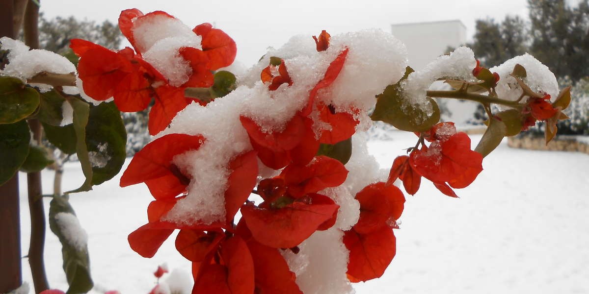 Neve_7