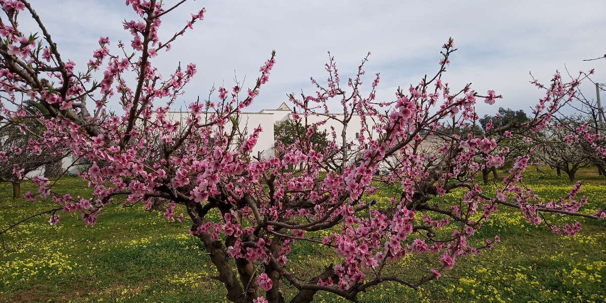 Primavera2019_1